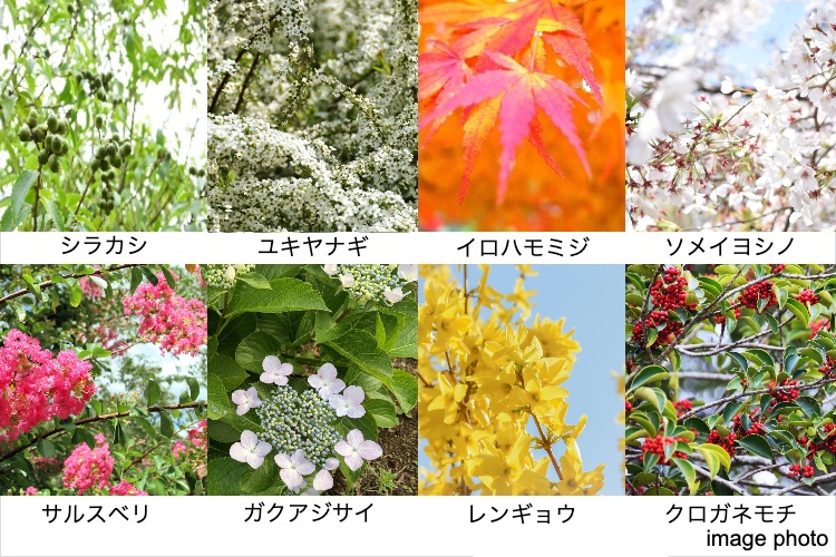シティテラス千里桃山台の植栽イメージ画像